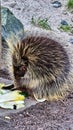 Tree spike Urson Erethizon dorsatum on the ground while eating vegetables under a roof