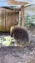 Tree spike Urson Erethizon dorsatum on the ground while eating vegetables under a roof