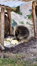 Tree spike Urson Erethizon dorsatum on the ground while eating vegetables under a roof