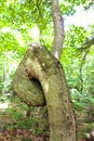 Tree with Spiraling Curved Trunk