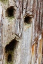 Tree Spirit, Pileated Woodpecker holes in dead wood