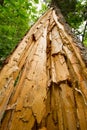 Tree split down the center after lightning strike