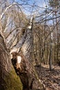 Tree split and falling in the Palatinate Forest