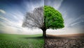Tree split in half, one side bare against dry, cracked earth and a dramatic sky Royalty Free Stock Photo