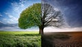 Tree split in half, one side lush green in a vibrant field Royalty Free Stock Photo