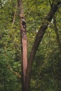 a tree split in half because of the strong wind