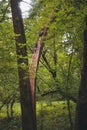 a tree split in half because of the strong wind