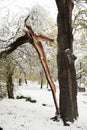 Tree split in half in winter park