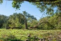 Tree split by Hurricane Zeta