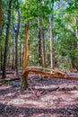 Tree Split by Storm Damage in Forest Royalty Free Stock Photo