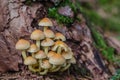 tree sponges on a bark of a tree