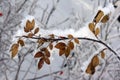 A tree sprig in the snow