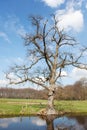 Tree in spring