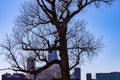 Tree in spring with backdrop of skyscrapers in downtown Omaha Nebraska on a blue sky day