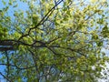 Tree in spring, bottom view, seasonal springtime concept