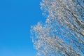 tree in spring with clear blue sky in background