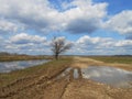 Lonely tree in the spring field with road and puddles. Royalty Free Stock Photo