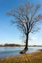 Tree in the spring floods inundated