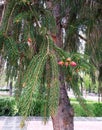 Tree in spring with fruits