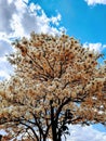 Trees with delicate white ipe flowers Royalty Free Stock Photo