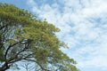 Tree at spring time on a hill with blue sky and cloud Royalty Free Stock Photo