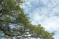 Tree at spring time on a hill with blue sky and cloud Royalty Free Stock Photo