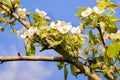 Tree in spring Royalty Free Stock Photo