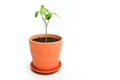 Tree sprout in orange pot on white background Royalty Free Stock Photo