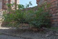 A tree sprouted from a concrete floor in an unfinished building of red brick