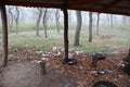 Tree sprouted through the roof of the gazebo and rubbish in the forest