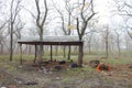 Tree sprouted through the roof of the gazebo and rubbish in the forest