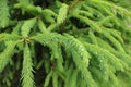 Tree, spruce, plant, nature, green, spruce branch