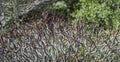 Tree Spurge, Euphorbia dendroides Royalty Free Stock Photo