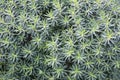 Tree spurge (Euphorbia dendroides) Royalty Free Stock Photo