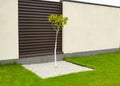 Tree in a square area of stones on the green grass, in the background of a brown and gray concrete fence. Idea for Royalty Free Stock Photo