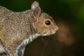 Tree squirrel Royalty Free Stock Photo