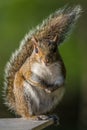 Tree squirrel Royalty Free Stock Photo