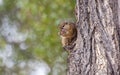 Tree squirrel eating a nut Royalty Free Stock Photo