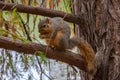 Tree squirrel chowing on a nut Royalty Free Stock Photo