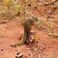 Tree Squirrel (Paraxerus cepapi)