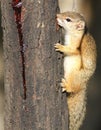 Tree Squirrel, Paraxerus cepapi chewing gum from a Combretum tree.