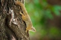 Tree Squirrel, Paraxerus cepapi chobiensis, detail of exotic African little mammal on the tree. Okavango delta, Botswana, Africa.