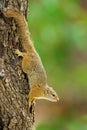 Tree Squirrel, Paraxerus cepapi chobiensis, detail of exotic African little mammal on the tree. Okavango delta, Botswana, Africa.