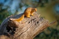 Tree Squirrel, Paraxerus cepapi chobiensis, detail of exotic African little mammal on the tree. Okavango delta, Botswana, Africa.