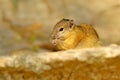 Tree Squirrel, Paraxerus cepapi chobiensis, eating nut, detail of exotic African little mammal with red eye in the nature habitat,