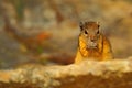 Tree Squirrel, Paraxerus cepapi chobiensis, eating nut, detail of exotic African little mammal with red eye in the nature