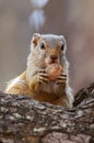 Tree Squirrel, Paraxerus cepapi chobiensis, eating nut in the nature habitat, Botswana, Africa