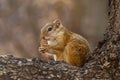 Tree Squirrel, Paraxerus cepapi chobiensis, eating nut in the nature habitat, Botswana, Africa