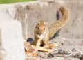 Tree squirrel Paraxerus cepapi eating leftover bread