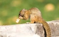 Tree squirrel Paraxerus cepapi eating leftover bread